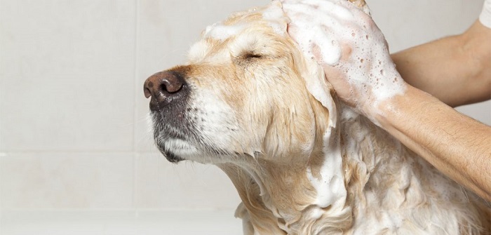 Купание собаки в ванне
