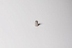Катод плазменный lc для аппаратов lincoln tomahawk, 10 шт RusCut 71510001L