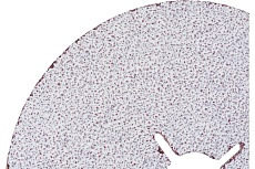 Круг фибровый XF733 (1 шт, 125x22 мм, P36) VSM 004975