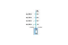 Погружной насос высокого давления Gardena 6100/5 inox auto 01773-20.000.00