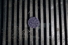Диск быстросменный на винтовом креплении CD QD-R, D=50 мм, Purple Abraforce AFQDCDR5000PUR