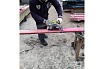 Дисковая пила Ryobi EWS1150RS 5133000552